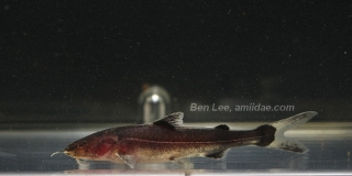 Cetopsorhamdia sp. `PERU`